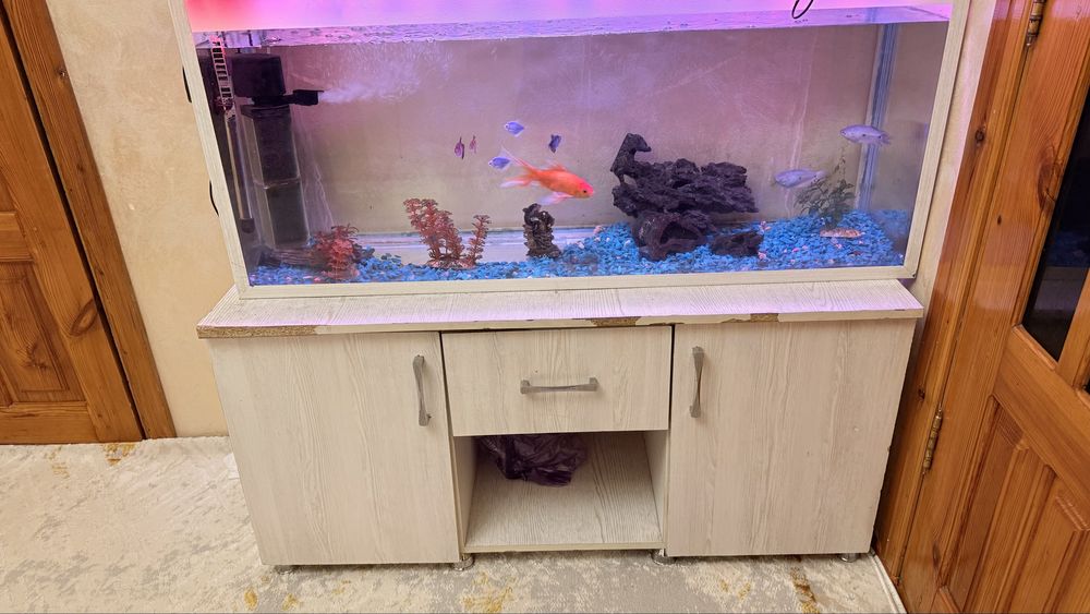 Срочно сатылады аквариум балыгымен