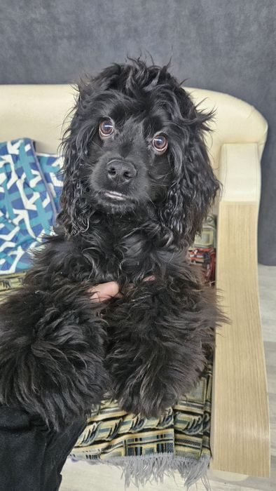 Американский хоккер