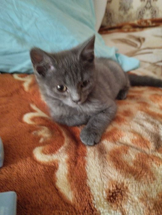 Отдам котёнка,мальчик.