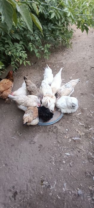 Продам кур домашних
