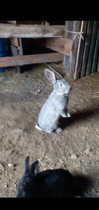 Продам кроликов срочно