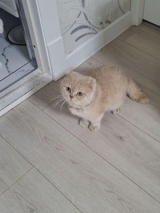 Васька ждет кошек для вязки.