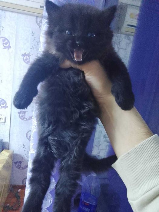 Котенок 2 черных