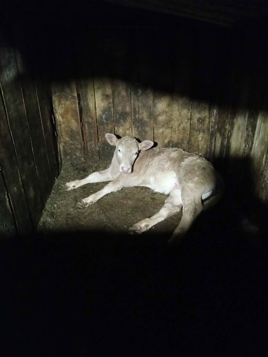 Vacă Bălțată Românească cu vițea metis de charolaise