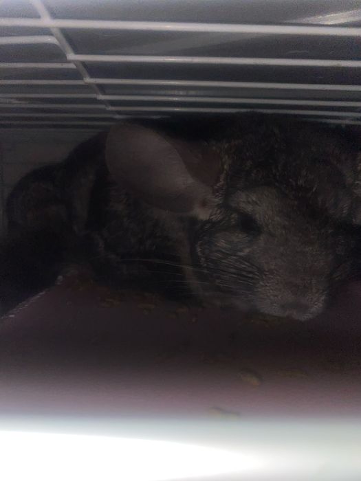 Обмер на айфон 13