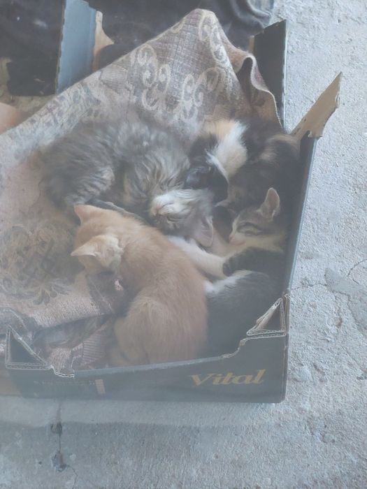 Подаряваме  котенца