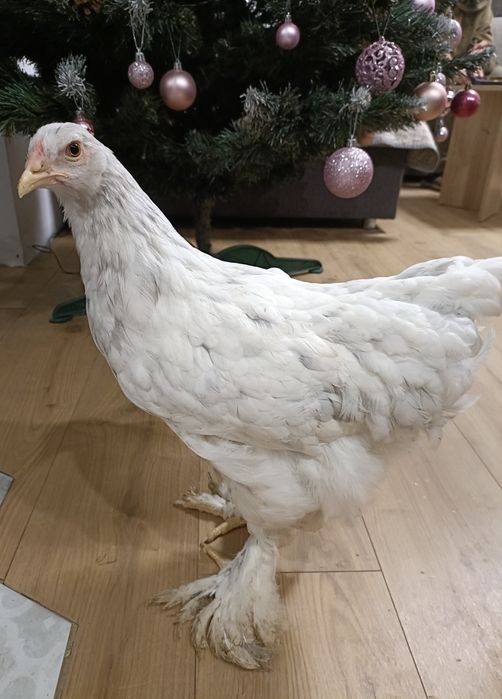 Pui Brahma Splash , Portelan