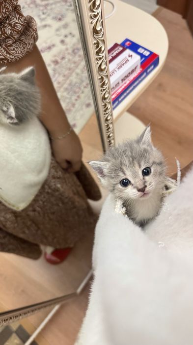 СРОЧНО! Отдам котят в добрые руки!