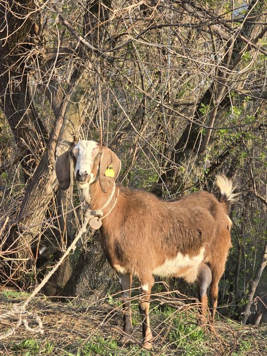 Англо-нубийские козы, козлята, козёл