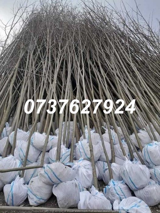 Tei & Platan pentru Umbrire | Calitate Extra | Plata la Livrare