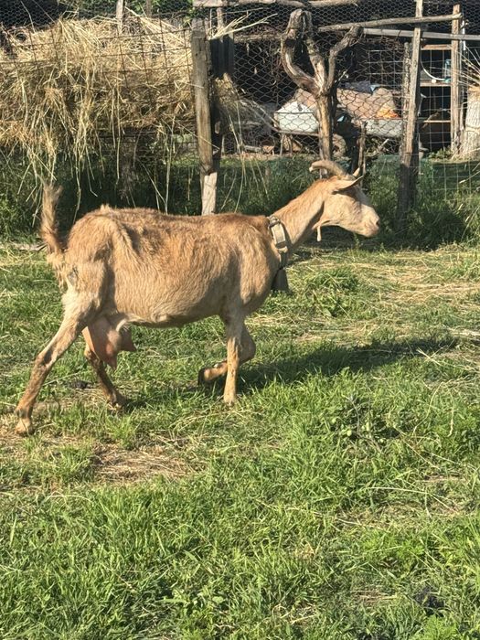 Capre foarte bune de lapte in arges