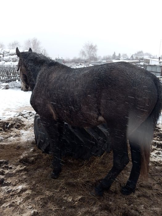 Продам жеребца на племя