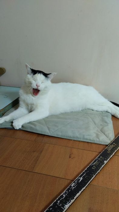 Отдам в добрые руки