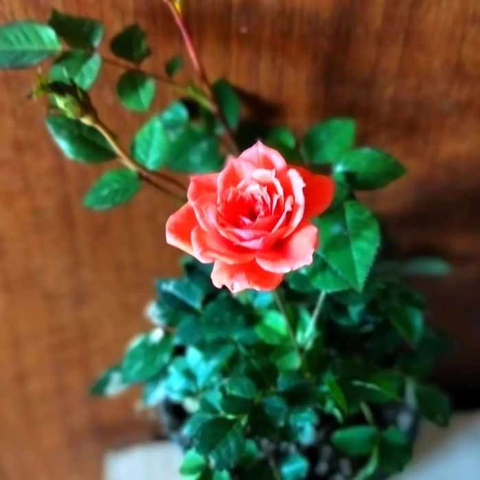 Цветы на подарок в горшках