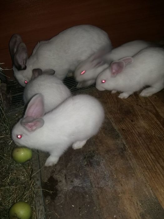 Продам кроликов. Фландеры
