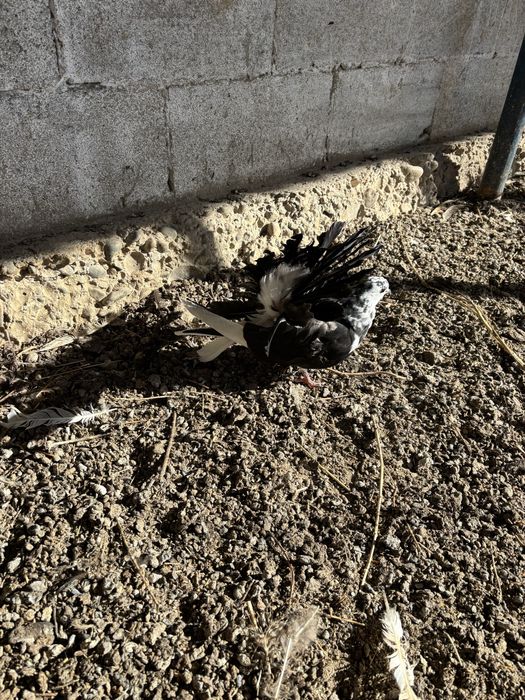 Продам павлин пара