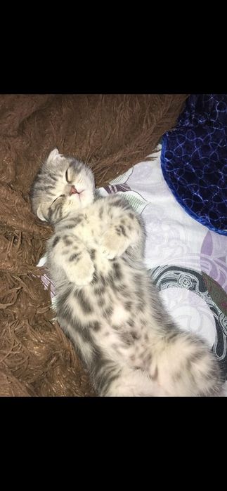 Котята на продажу