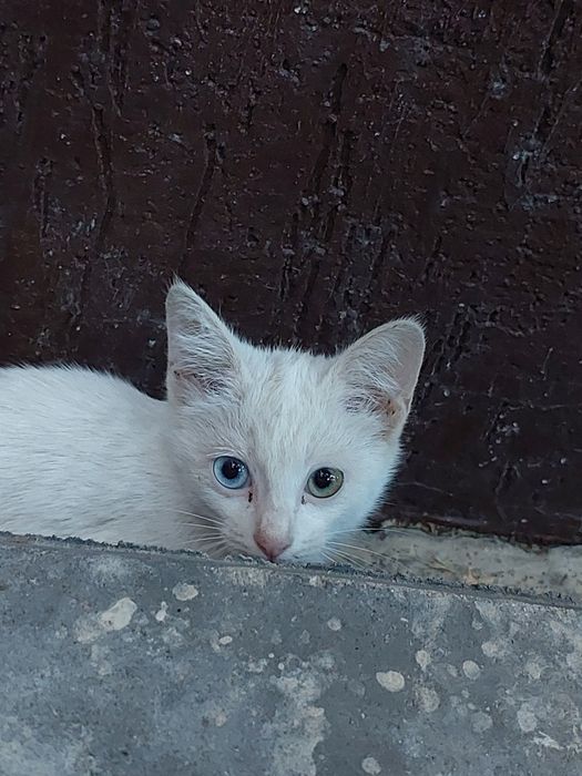 отдам в Хорошие руки