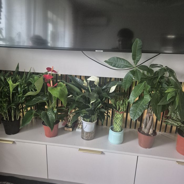 Комнатные  цветы