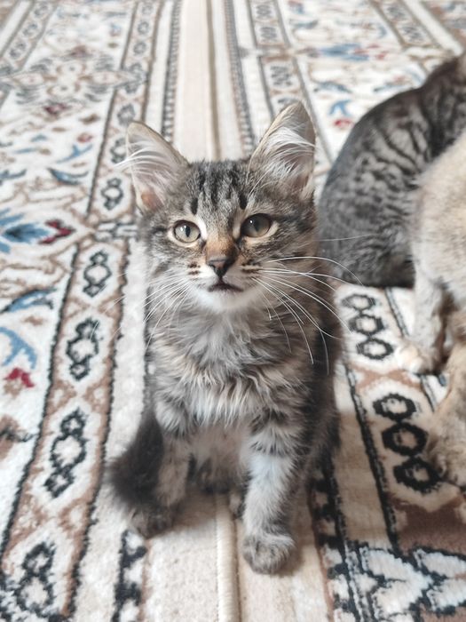 Отдаём котята бауырластар 2