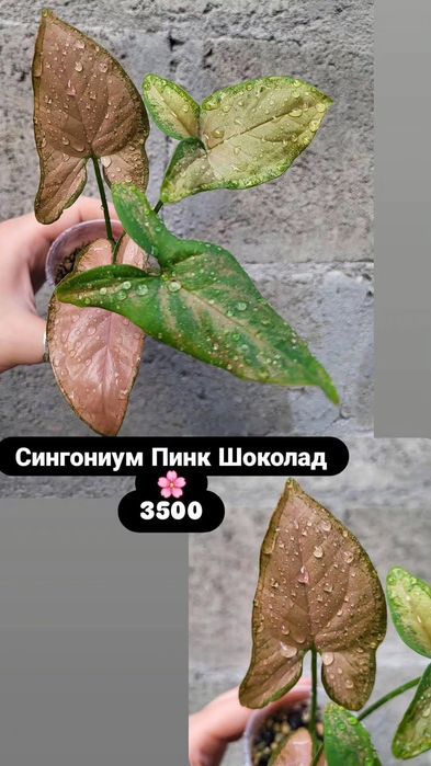 Сингониумы. Комнатные растения