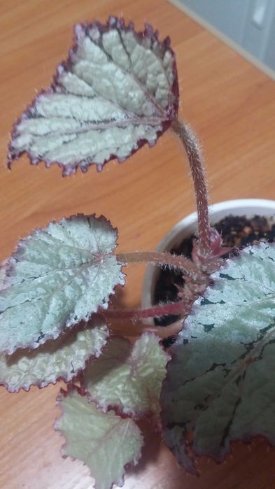 Бегония декоративнолистная