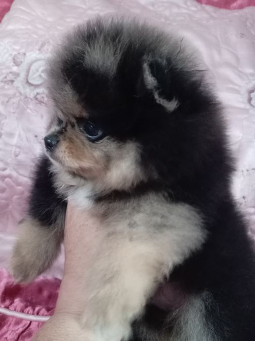 Продам щенков шпица