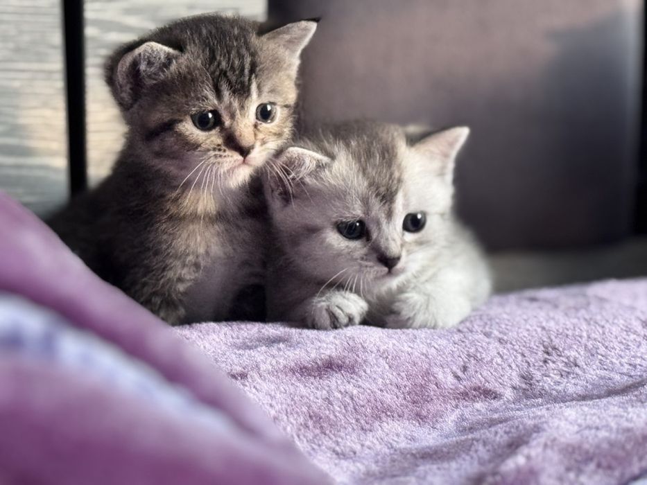 Британская короткошерестная