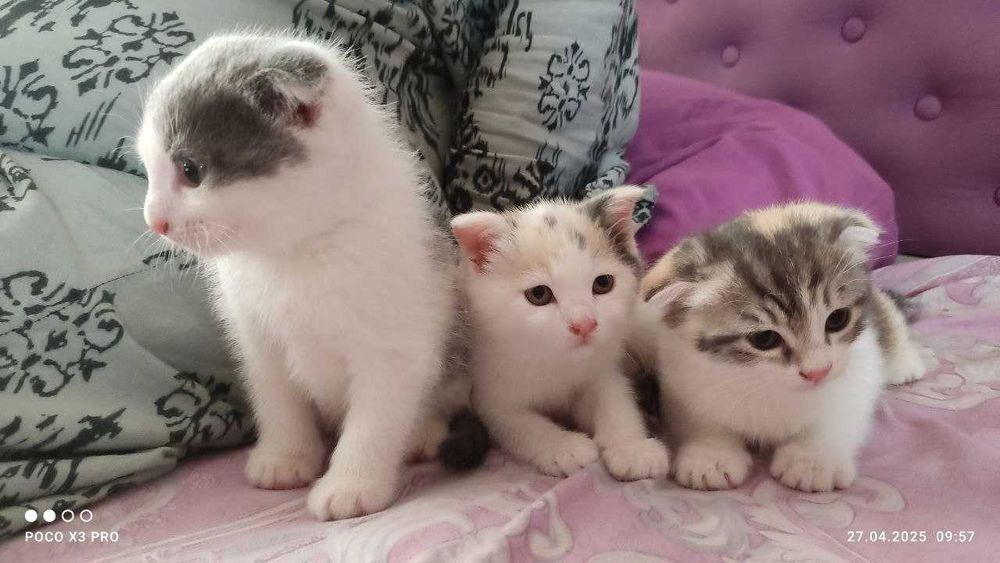 Шотландские котята