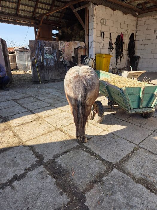 Poneita de vanzare gestanta