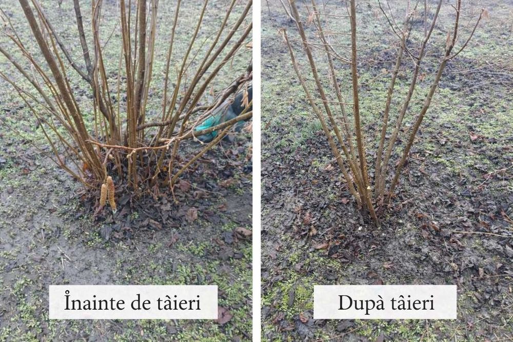 Taieri alun, nuc si pomi fructiferi – deplasare in toata tara