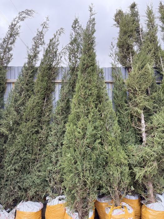 туи , можжевельники , сосны , тополя