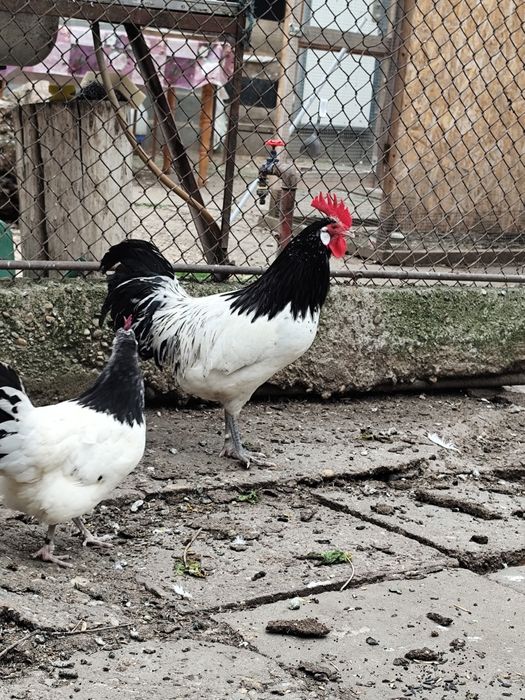 Lakenvelder găină și cocoș