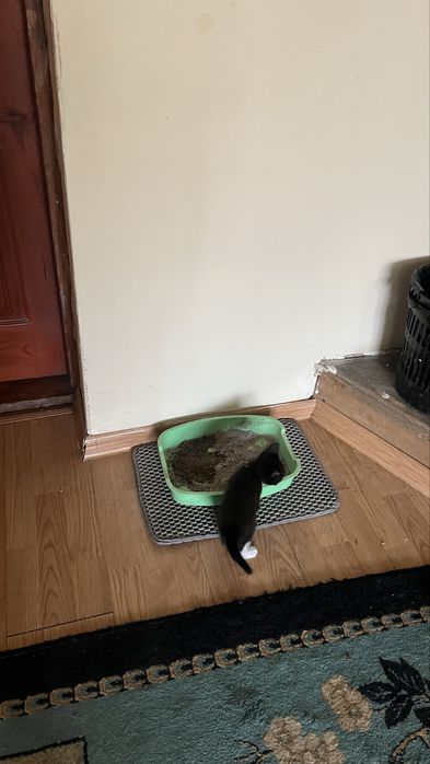 Отдаем котят в добрые руки