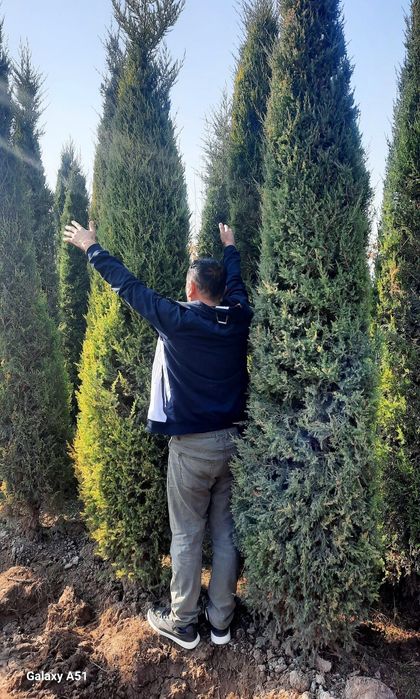 Туркиядан келтирилган аризониски кипарис Узмизада йетиштирилган арча