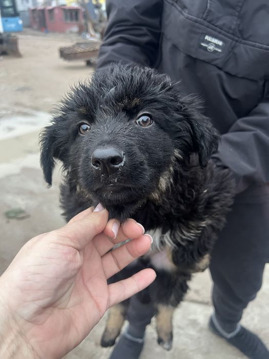 Отдам красивых щенят