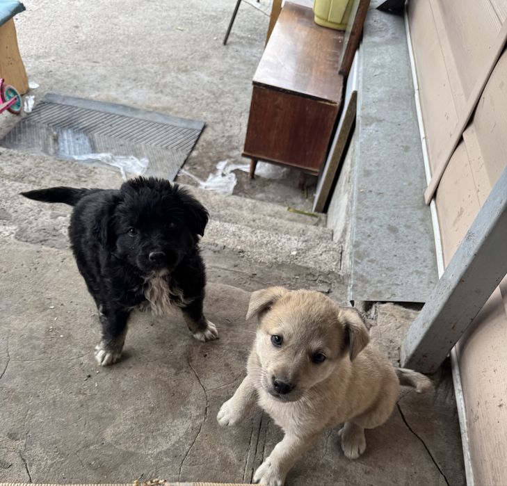 Щенки мальчики 1,5 мес