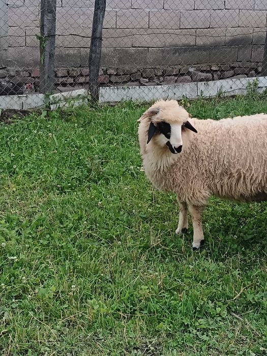Berbecuț breaz de vânzare