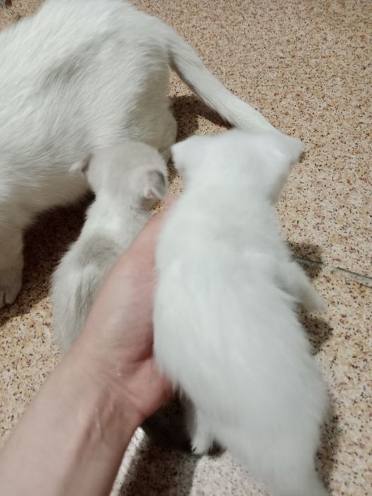 Котята вислоухие