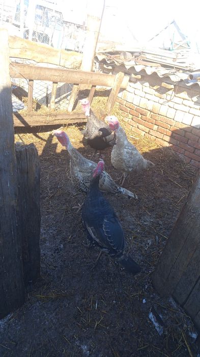 Продам домашних индюков самцов