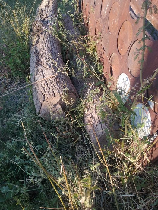 ореховое дерево для благородной мебели и посуды