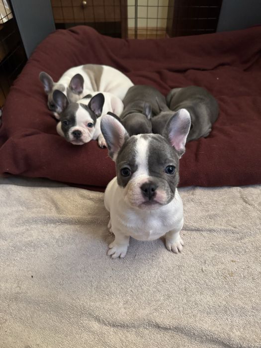 Френски булдог син ген с родословие