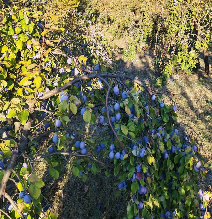 Prune de vânzare