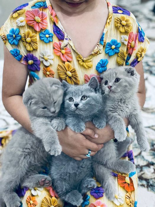 Xotinim birinchi marta toshakda yotgan holda anal jinsiy aloqa qiladi.