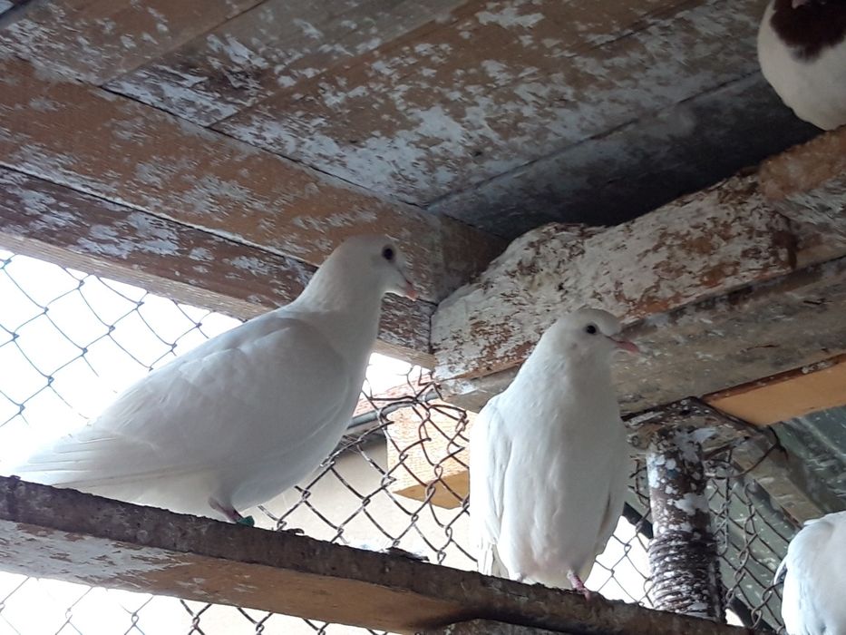 Бели гълъби за сватби и тържества