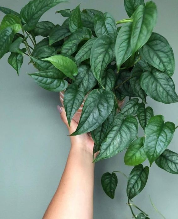 Растения для дома и офиса