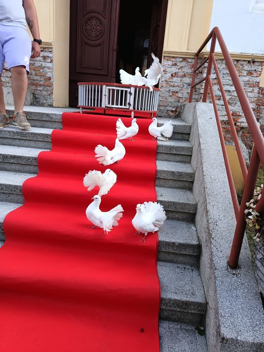 Pachet complet de decorațiuni și porumbei pentru evenimente speciale (