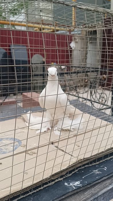 Голуби белый самец