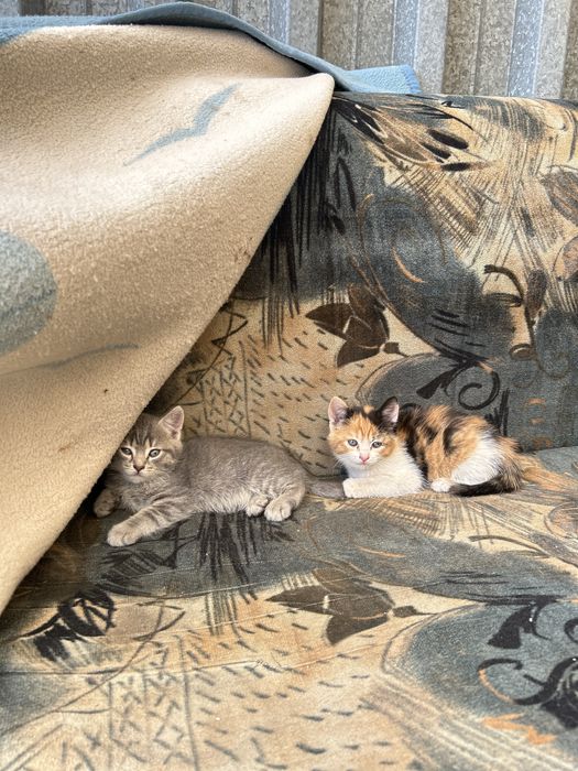 Отдадим котят в добрые руки