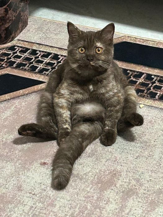 Отдам котенка 1.5 мес